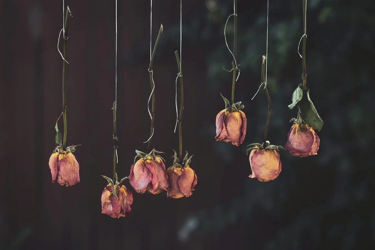 Seven dried pink roses hanging upside down by their stems against a dark moody background, petals faded to dusty rose and amber tones