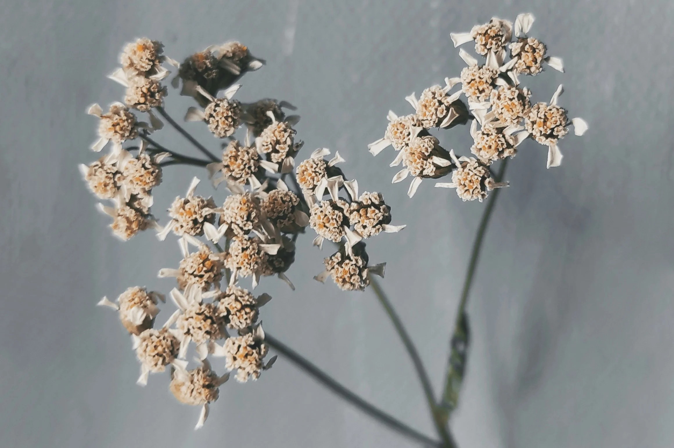 A bundle of dried yarrow with flat-topped white flower heads tied with linen twine on a dark wooden surface, beside a small amber glass bottle, a piece of rose quartz, and a beeswax candle, photographed in clear natural light
